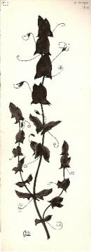 Apelles Mestres: Flor estilitzada, no utilitzada, d'una serie de dibuixos destinats als finals de cada cant.