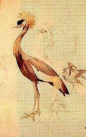 Alexandre de Riquer: Dibuix "Estudi d'ocells"